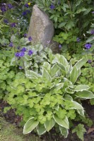 Flowerbed with Aquilegia, Hosta and Brunnera and stone feature