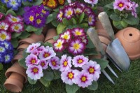 Looking down on Primula - Polyanthus - different colour varieties with terra cotta pots and hand tools early spring