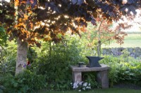 Acer platanoides 'Goldsworth Purple' in perennial border with stone bench and old blacksmiths anvil