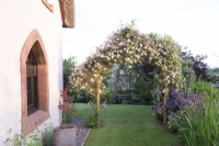 View of Clematis montana var. rubens 'Pink Perfection' arch in early June in cottage garden 