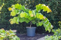 Cercis canadensis 'The Rising Sun' in pot 