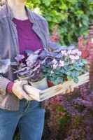Carrying a tray of Cyclamens and Heuchera 'Midnight Rose'
