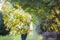 Woman carrying a bundle of Cornus sanguinea - Dogwood branches