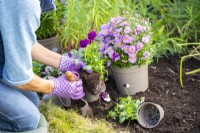 Planting Pansies 'Berries and Cream Mix'
