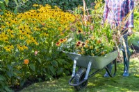 Pushing a wheelbarrow full of plants