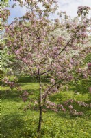 Malus 'Makamik' - Crabapple tree - May