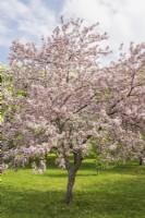 Malus floribunda 'Rosea' - Japanese Flowering Crabapple tree - May