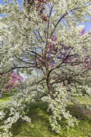 Malus 'Snow Drift' - Crabapple tree with white blossoms - May