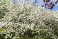 Malus floribunda - Japanese Flowering Crabapple tree with white blossoms - May