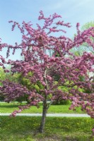 Malus coccinella - Flowering Crabapple tree with pink and red blossoms - May