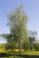 Betula pendula - European White Birch tree - May