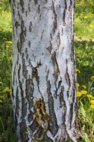 Betula pendula - European White Birch tree trunk - May