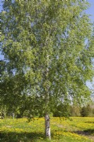 Betula pendula - European White Birch tree - May