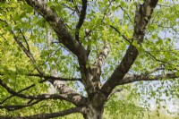 Betula raddeana - Radde's Birch tree branches - May