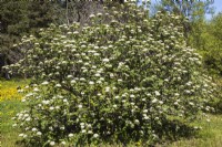 Vibutnum lantana - Wayfaring Tree with white blossoms - May