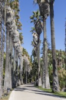 Avenue of Washingtonia filifera - also known as desert fan palm, California fan palm, or California palm. Belem district, Lisbon, Portugal. September. 