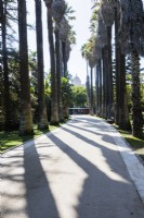 Avenue of Washingtonia filifera - also known as desert fan palm, California fan palm, or California palm, casting strong shadows on the path. Belem district, Lisbon, Portugal. September. 