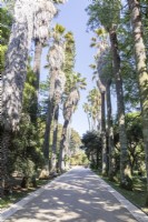 Avenue of Washingtonia filifera - also known as desert fan palm, California fan palm, or California palm. Belem district, Lisbon, Portugal. September. 