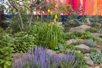 Drought tolerant meadow with Koelreuteria paniculata Kniphofia Red Hot Poker, Stachys byzantina, Salvia officinalis, rock rose, thyme, rosemary, Yucca rostrata, Festuca glauca 'Elijah Blue' and  Perovskia atriplicifolia. RHS COP26 Garden, RHS Chelsea Flower Show 2021, 