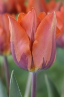 Tulipa  'Hermitage'  Tulips  Triumph Group  April
