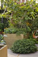 Fig tree and large container planted with vegetables, herbs and edible flowers in contemporary kitchen garden. The Parsley Box Garden at Chelsea Flower Show 2021 