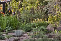 Drought tolerant meadow with Kniphofia Red Hot Poker, Stachys byzantina, Salvia officinalis, thyme and Festuca glauca 'Elijah Blue. RHS COP26 Garden, RHS Chelsea Flower Show 2021