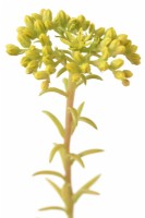 Sedum rupestre  'Angelina'  Stonecrops  Flower and buds on end of stalk  June
