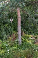 Scots pine, Pinus sylvestris with bamboo hanging ornament, underplanted with woodland planting including Anemone x hybrida, Astrantia cv, ferns and grasses. Guangzhou Garden.