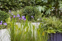 Hot Tin Roof Garden. Detail of shade-loving container planting: includes Fatsia japonica, Carex 'Ice Dancer', and Geranium 'Rozanne', with Pontederia lanceolata in the pond.