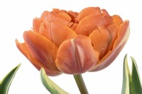 Tulipa  'Orange Princess Design'  Tulips  Double flowered tulip with variegated leaves  May
