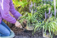 Planting Liriope muscari