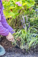 Planting Liriope muscari