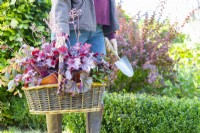 Carrying trug with Autumnal plants