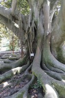 Ficus macrophylla, commonly known as the Moreton Bay fig or Australian banyan. Belem district, Lisbon, Portugal, September. 