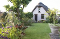 View of thatched barn and cottage garden in June