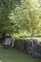 Evening light on wooden deck chair on lawn with Acer platanoides 'Drummondii'