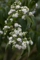Heptacodium miconioides - seven-son flower