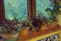 Houseplants for a north shady windowsill - Peperomias left to right - P. 'Brasilia', P 'Piccolo Banda', P caperata 'Luna Red', P caperata 'Burbella', P. polybotrya and Pilea cadierei