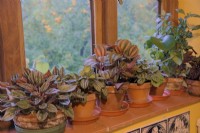 Houseplants for a north shady windowsill - left to right - Peperomia 'Brasilia', Peperomia 'Piccolo Banda', Pilea 'Norfolk', Peperomia caperata 'Burbella', Peperomia. polybotrya and Pilea cadierei