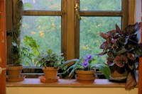 Houseplants for a north shady windowsill left to right - Cissus rhombifolia 'Ellen Danica', Peperomia 'Piccolo Banda',  Streptocarpus and  Begonia rex cultivar