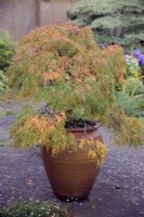 Acer palmatum var. dissectum growing in a large clay pot