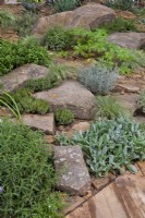 Drought tolerant planting with Stachys byzantina, Salvia officinalis, rock rose, thyme, rosemary and Festuca glauca 'Elijah Blue'. RHS COP26 Garden, RHS Chelsea Flower Show 2021 