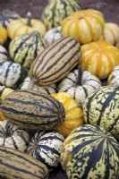 The harvest of Winter Squashes - Cucurbita pepo  varieties 'Harlequin', 'Delicata Honeyboat' and 'Blaze'