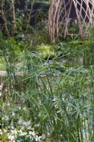 Water garden for sustainable city living, with laminated lattice-work structures for sitting made from bamboo, Phyllostachys edulis. Aquatic and marginal plants featuring here Cyperus alternifolius, Lysimachia clethroides, and toad lily, Tricyrtis 'White Towers'. Guangzhou Garden.