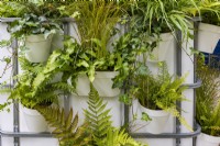 The IBC Pocket Forest Garden. Detail of  white and metal container garden evoking the idea of repurposed industrial containers (Intermediate Bulk Containers), to create a biodiverse multi-layered forest, in a small urban space. Featuring various shade-loving ferns and grasses, including Carex testacea 'Prairie Fire', Asplenium scolopendrium and Dryopteris.