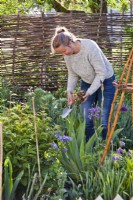 Woman planting dahlia tubers in flowerbed.