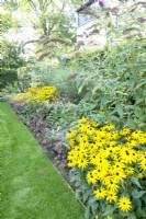Lawn with Buddleja and Rudbeckia in colourful mixed flower border.