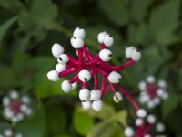 Actaea pachypoda - white baneberry Early October