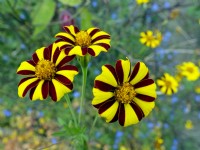 Tagetes 'Jolly Jester' in flower August