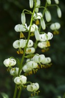 Lilium martagon var. album - white Turk's cap lily - June.